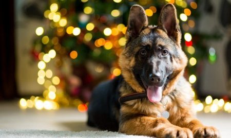 Puppy's First Christmas