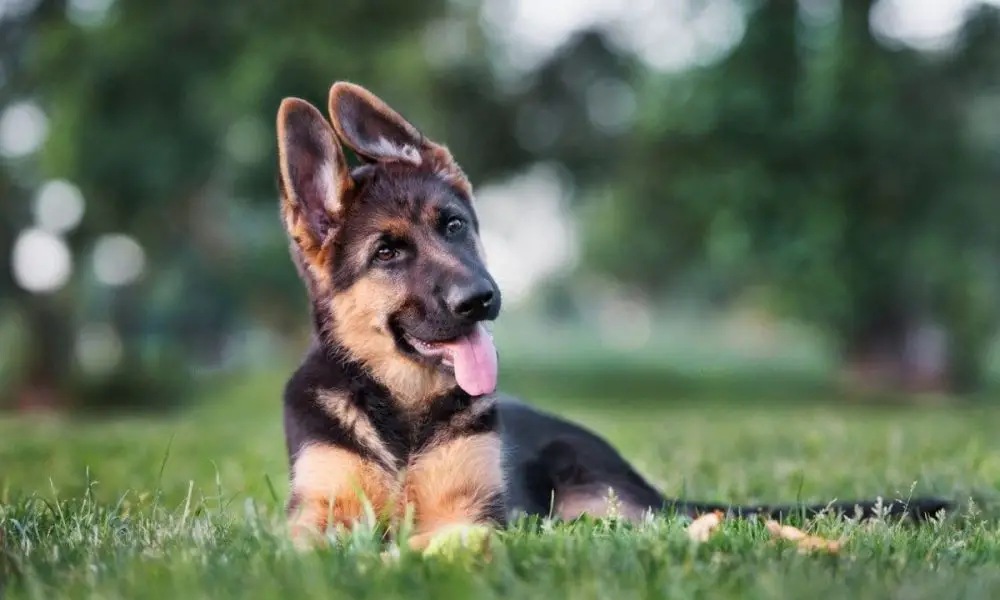 german shepherd puppy colors