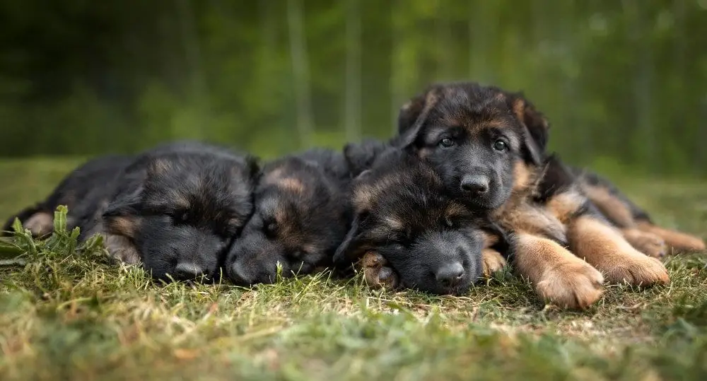 german shepherd puppies