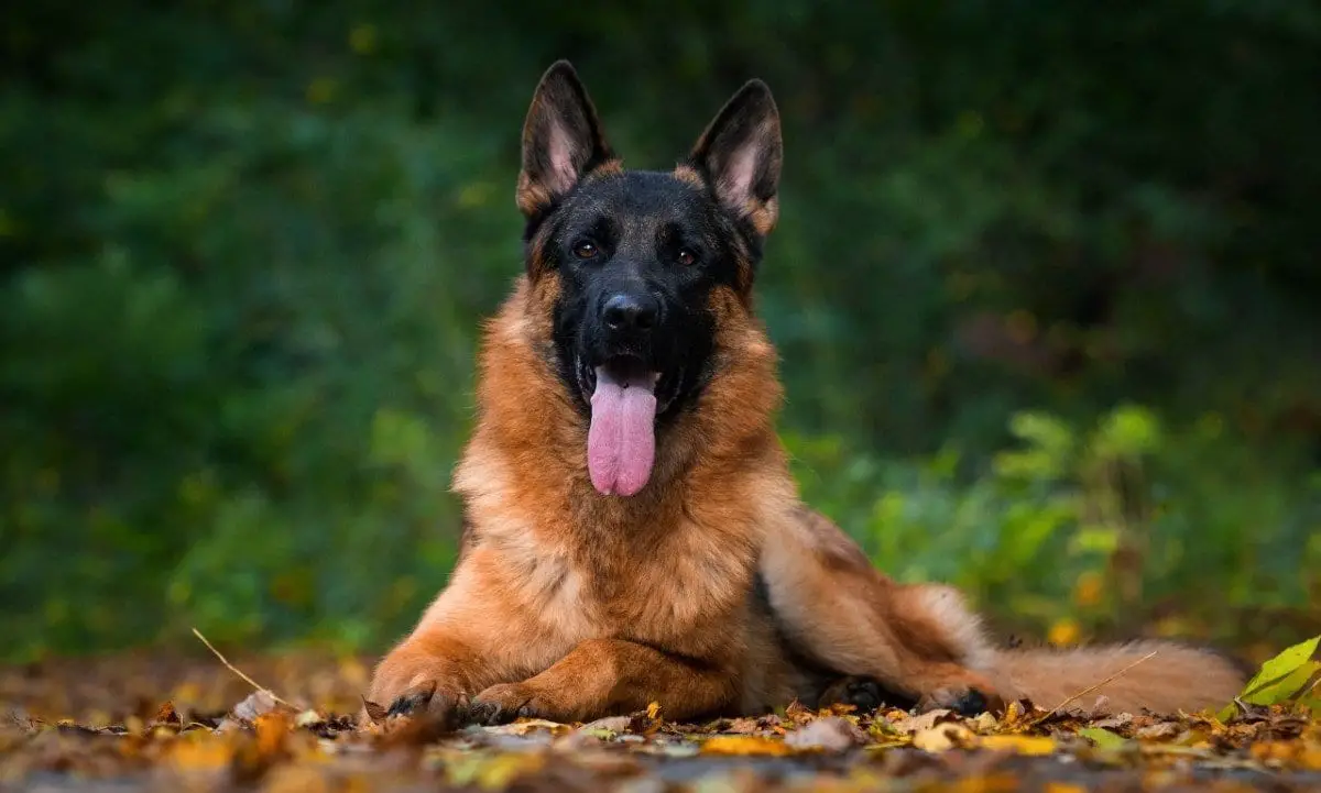 Black coat german clearance shepherd