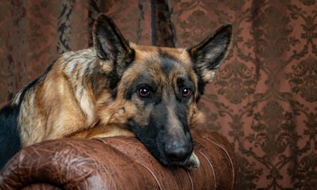 potty training german shepherd