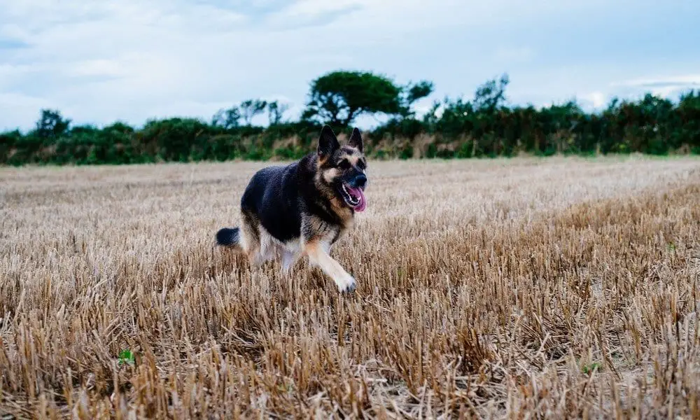 german shepherd running in field