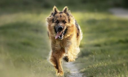 german shepherd running