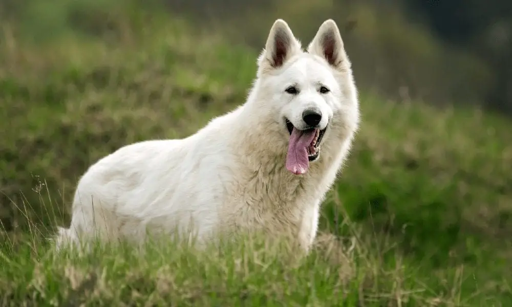 6 Common Questions About the White German Shepherd | German Shepherd Country