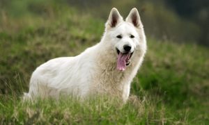 white german shepherd
