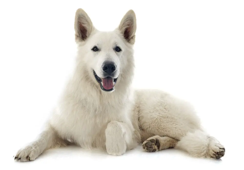 Are There Health Problems With All White German Shepherds