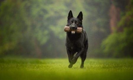 what do black german shepherds look like