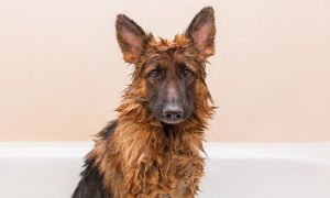german shepherd dog shampoo