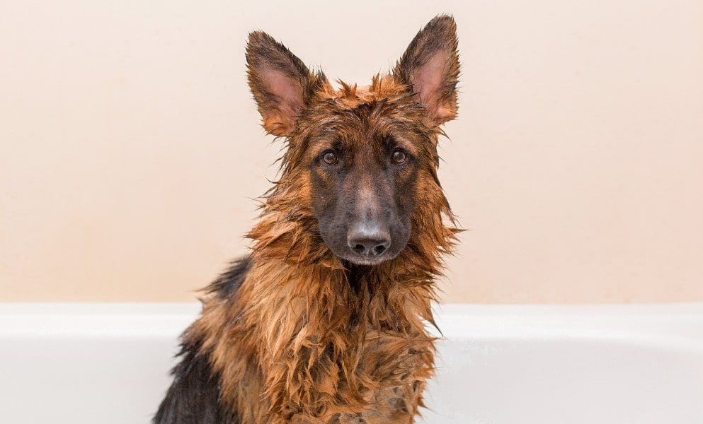 german shepherd dog shampoo