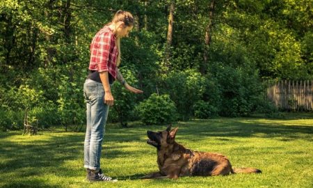 german shepherd hand signals