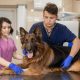 german shepherd health