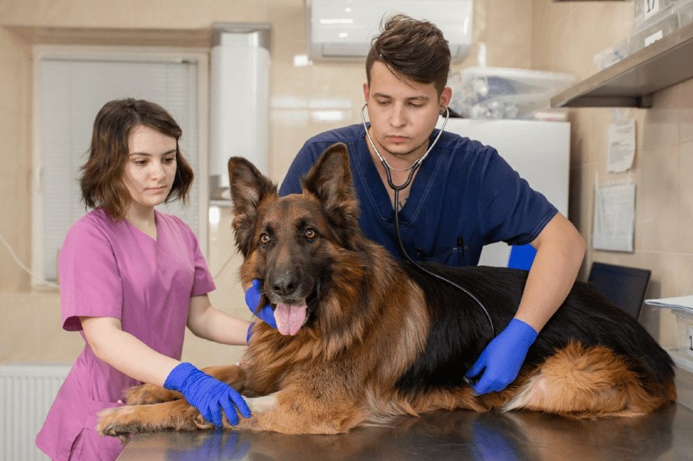 german shepherd health