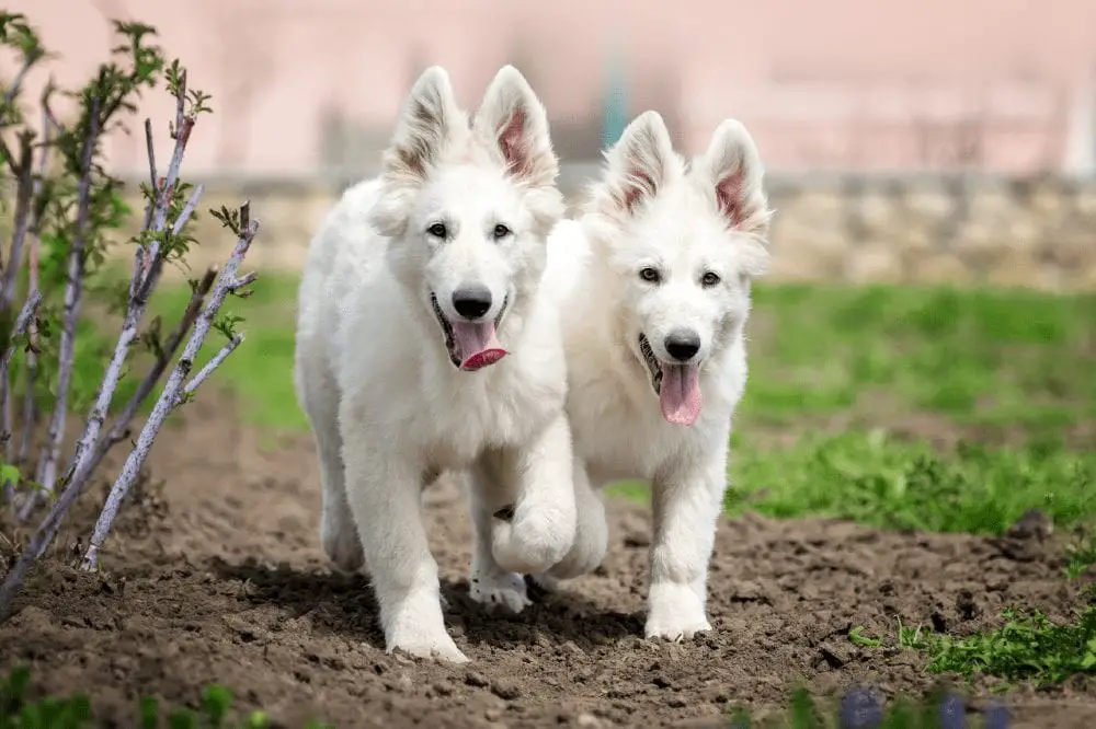 white german shepherd puppies