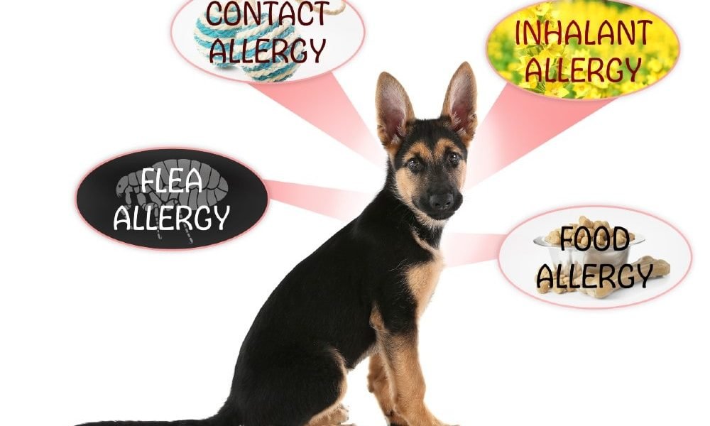 dog allergies skin Archives | German Shepherd Country