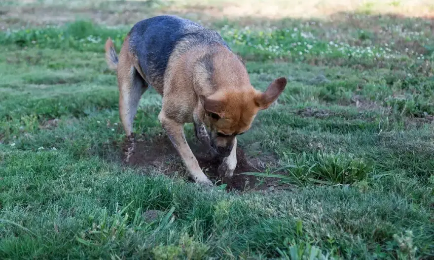 how to keep dogs from digging cayenne pepper