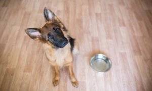 best dog food