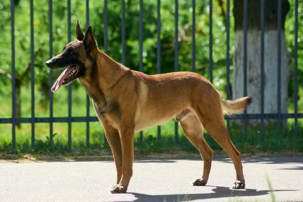 belgian malinois large dog breeds