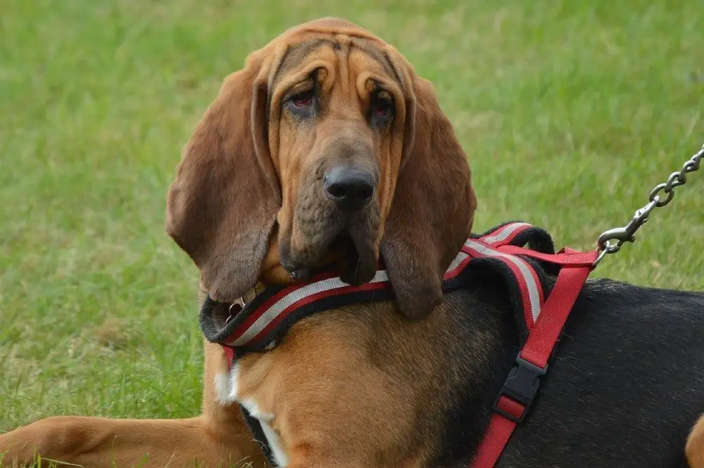 bloodhound large dog breeds