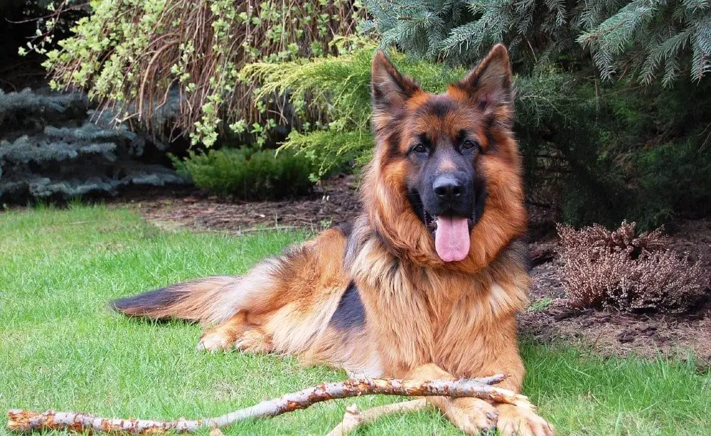 german shepherd large dog breeds
