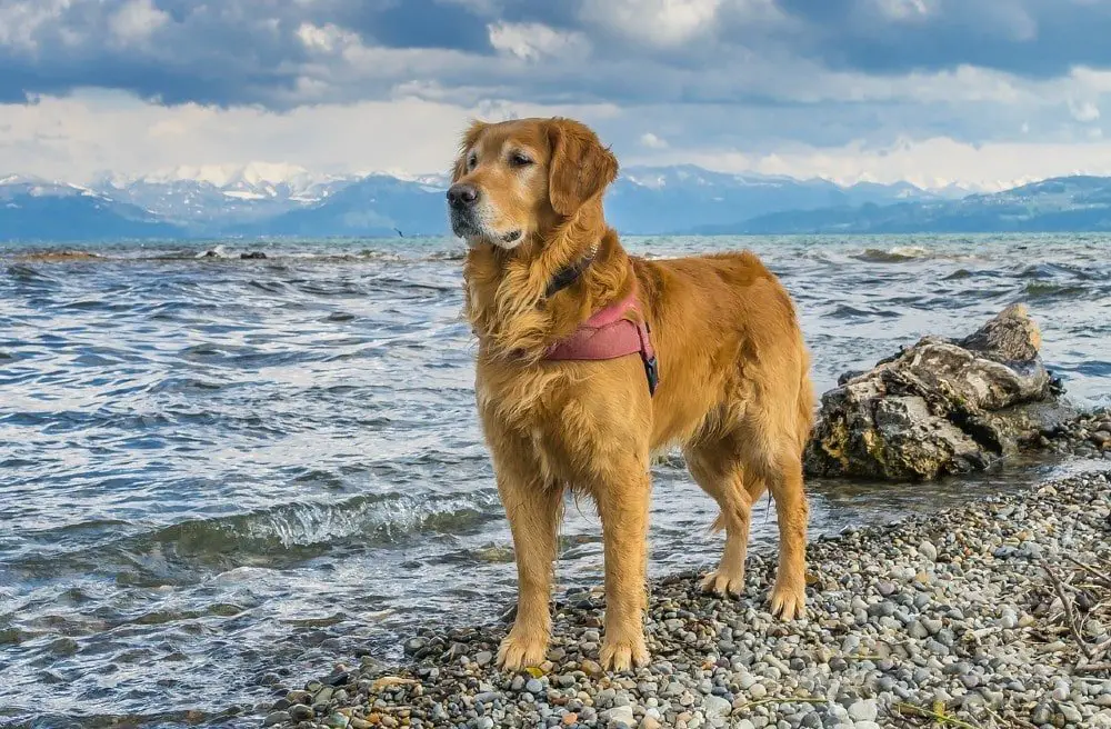 golden retriever large dog breeds