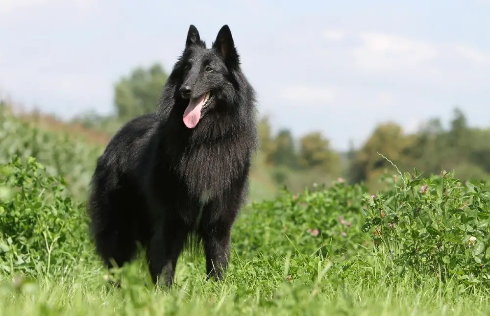 belgian sheepdog large dog breeds