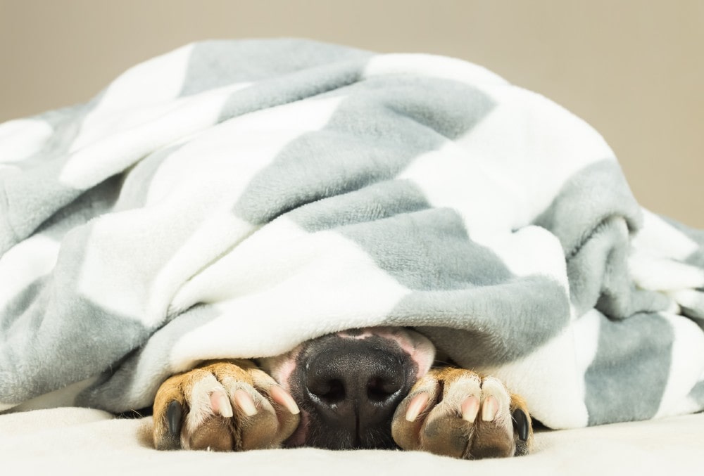 [Image: Dog-Under-Blanket.jpg]