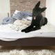 why dogs dig in beds