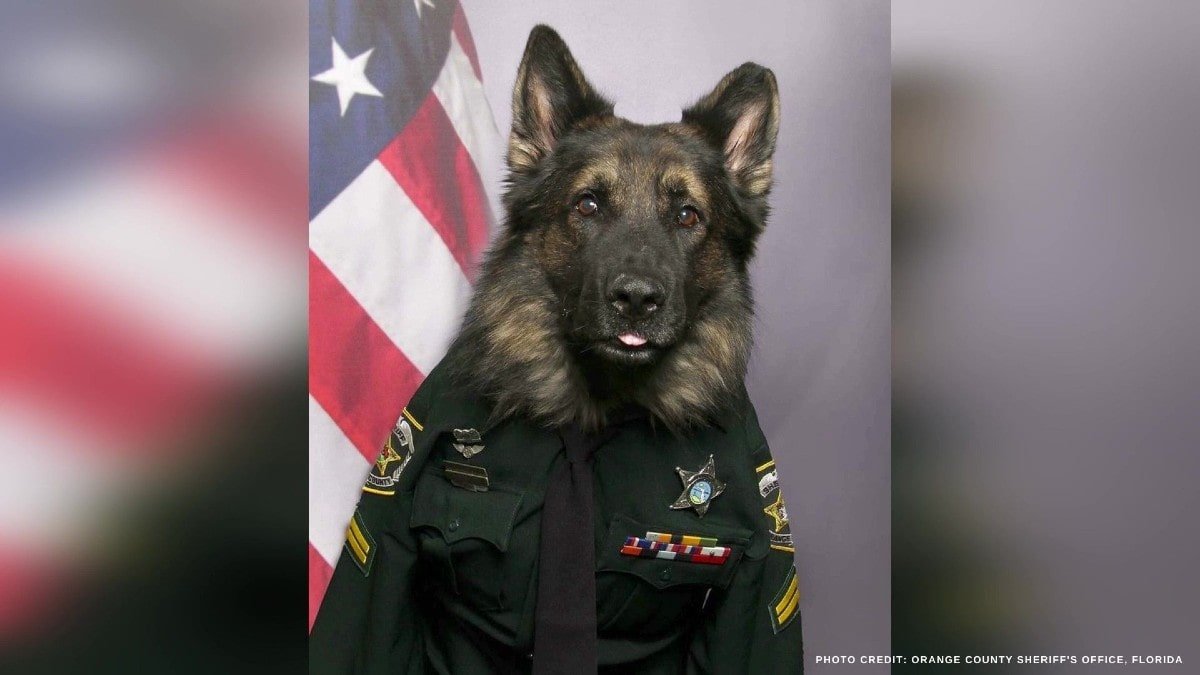 K9 Chico