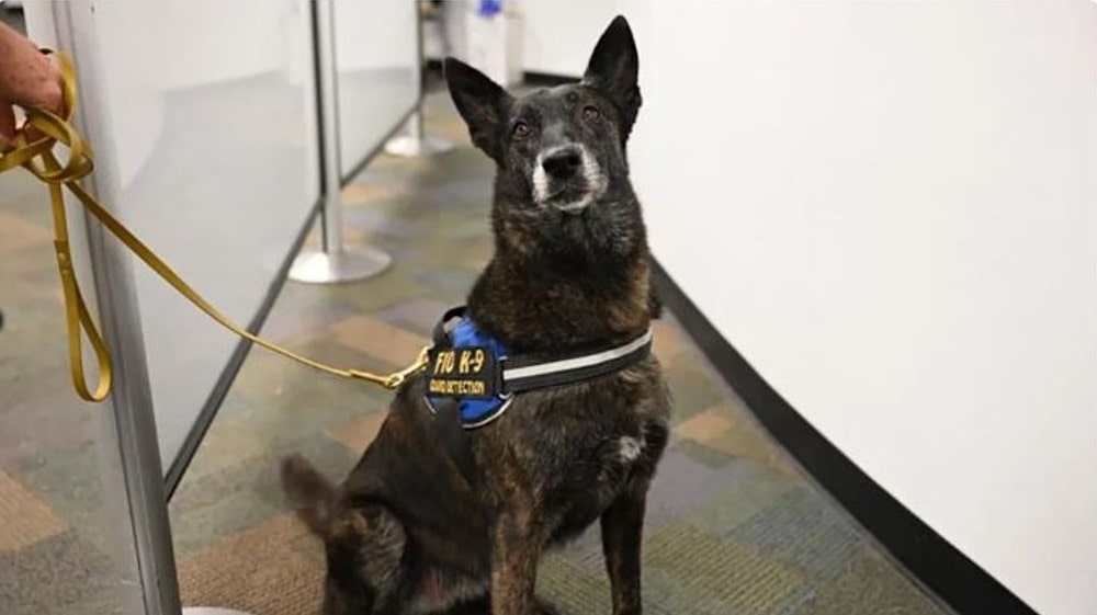 coronavirus sniffing dogs