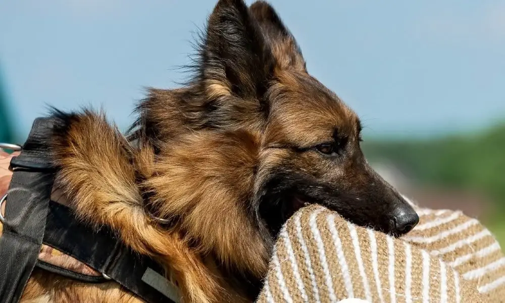 do german shepherds bite