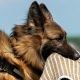 german shepherd bite force
