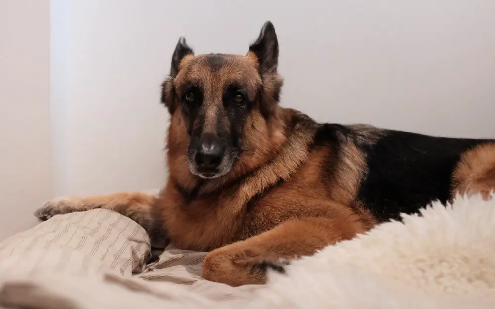german shepherd on dog bed