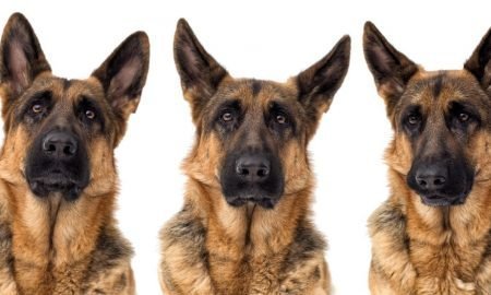 german shepherd expressions