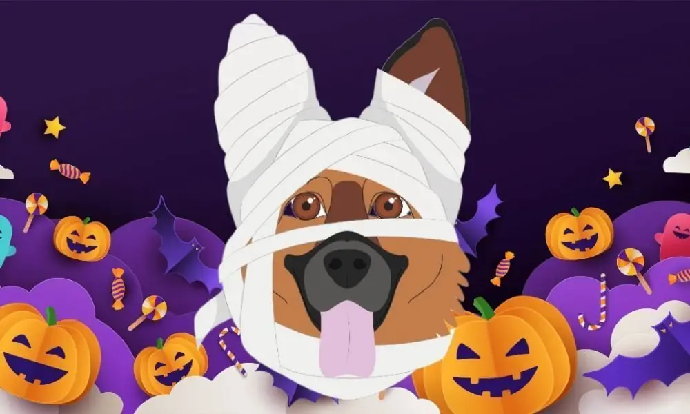 A German Shepherd's Halloween Costume German Shepherd Country