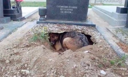 german shepherd cemetery