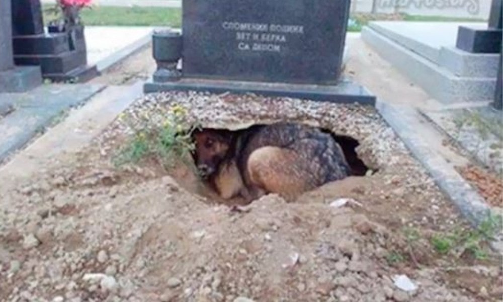 german shepherd cemetery
