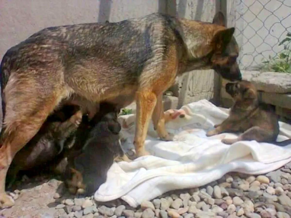 german shepherd mama with pups