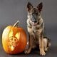 german shepherd pumpkin