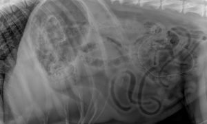 german shepherd tinsel xray