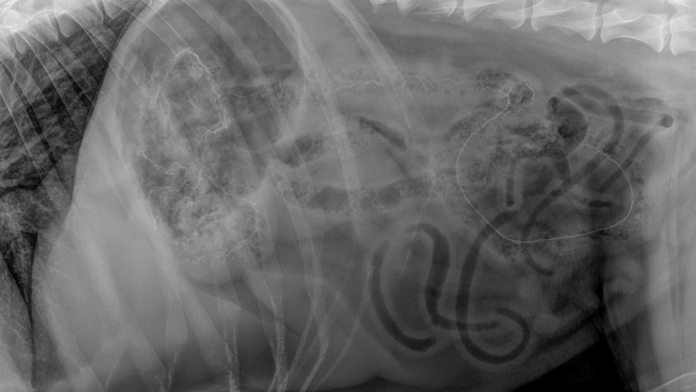 german shepherd tinsel xray