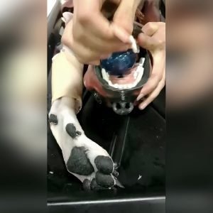choking dog extraction step 5