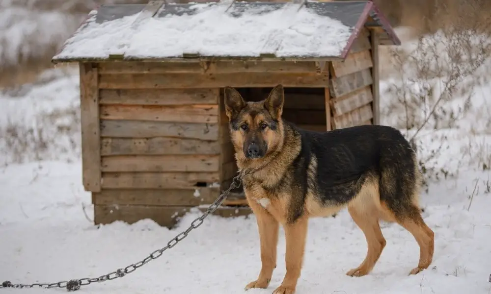 is it against the law to have a dog tied up in texas Archives German