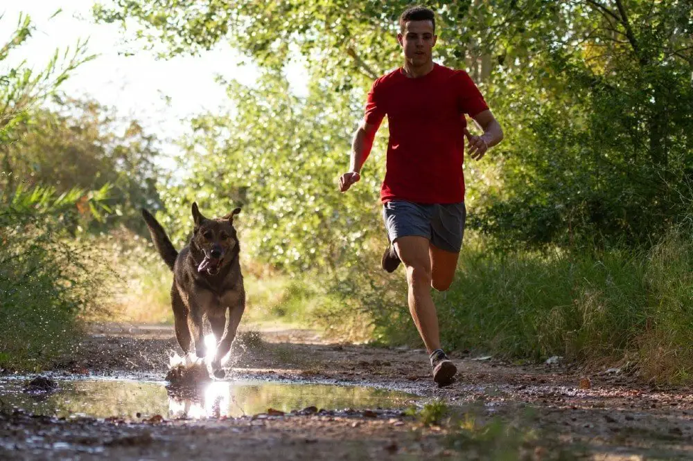 german shepherd jogging with owner