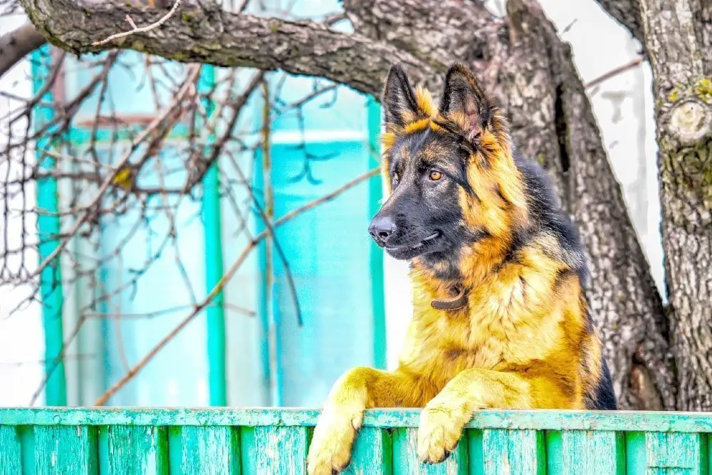 german shepherd on fence