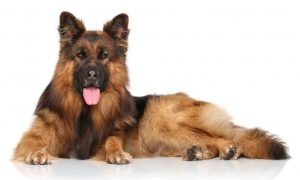 king shepherd