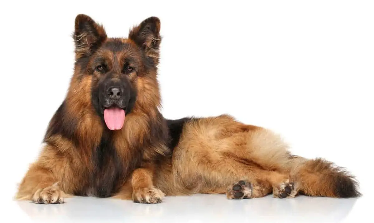 what is a king shepherd vs german shepherd