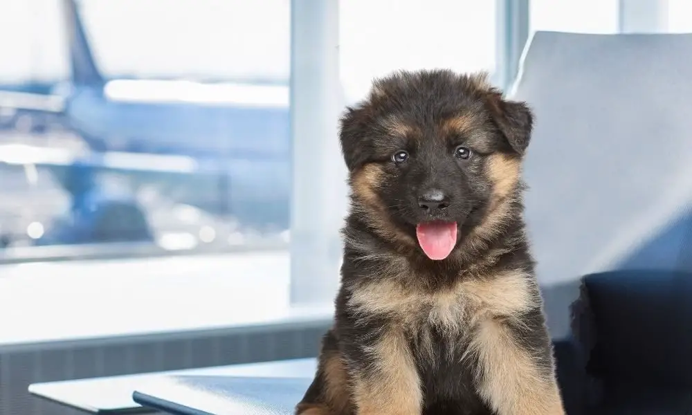 can i travel with a 8 week old puppy on a flight