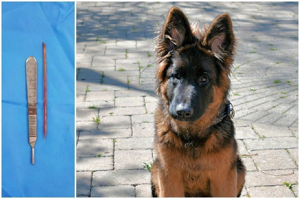 my dog ate what