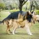 dog humping