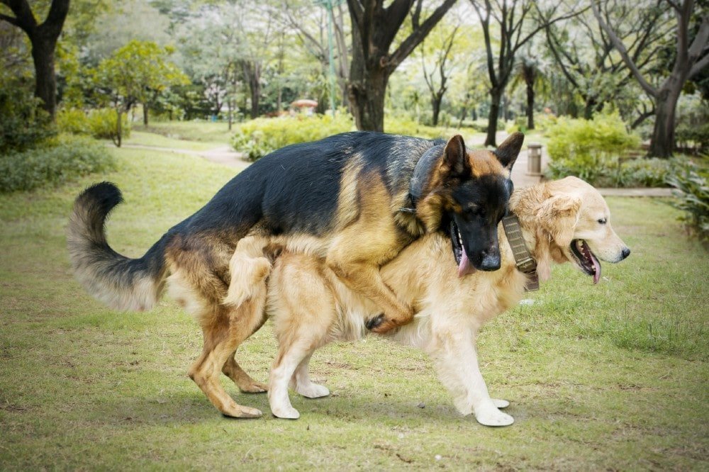 dog humping